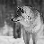 Image result for 4K Wallpaper Wolves
