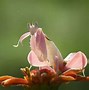 Image result for Orchid Praying Mantis