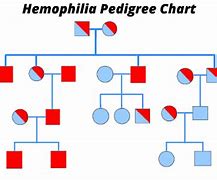 Image result for Hemophilia Pedigree