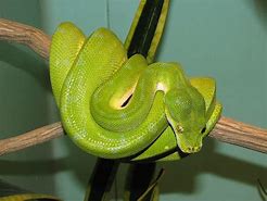 Image result for Green Tree Snake