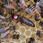 Image result for Solid Black Bee