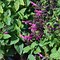 Image result for Salvia Blue Hill Perennial