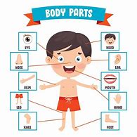 Image result for Kids Human Body Parts
