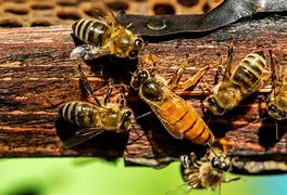 Image result for 2 Bees