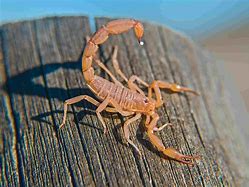 Image result for Scorpion Cat