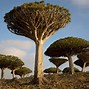 Image result for Unusual Trees of the World