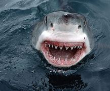 Image result for White Shark