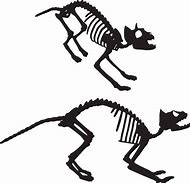 Image result for Cartoon Cat Skeleton