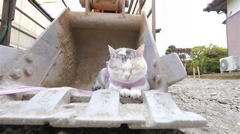 猫　労働 に対する画像結果