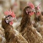 Image result for Avian Influenza Victims