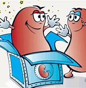 Image result for Cartoon Kidney Organ Transplant