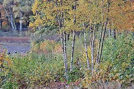 Image result for Autumn Birch Trees