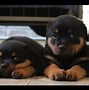 Image result for Cute Puppies Pet Store