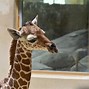 Image result for Baby Giraffe
