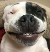 Image result for Silly Dogs