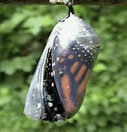 Image result for Butterfly 