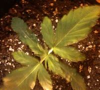 Image result for Autoflower Slow Growth