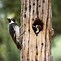 Image result for Acorn Woodpecker Feather
