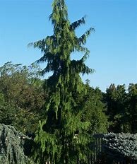 Image result for Weeping Cedar Tree