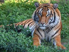 Image result for Malayan Tiger