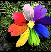 Image result for Rainbow Flowers