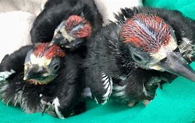 Image result for Baby Acorn Woodpecker