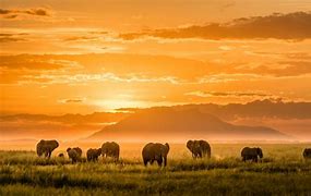 Image result for Beautiful Elephant Pictures