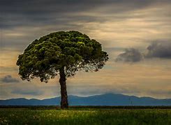 Image result for Cool Looking Trees
