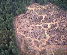 Image result for pictures of clear cut land during a rain