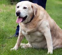 Image result for Fat Dogs