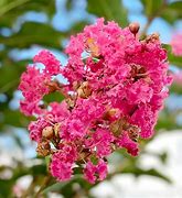 Image result for 5-6 Ft. - Tuscarora Crape Myrtle Tree - Rich Color Meets Easy Growth In California