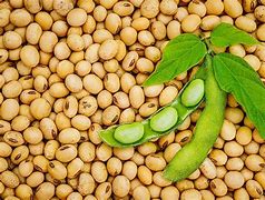 Image result for Soybeans