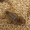 Image result for Scorpions of Texas