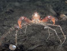 Image result for Scorpion Crab