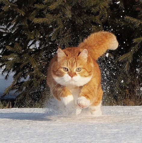 猫　ロシア に対する画像結果