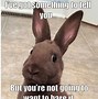 Image result for Bunny Day Memes