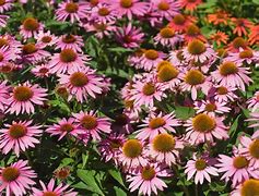Image result for perennials