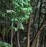 Image result for white cedar trees
