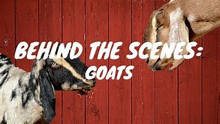 Image result for Goat Farm San Francisco Zoo