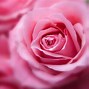 Image result for Rose HD Wallpaper for PC