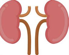 Image result for Pee and Kidney Clip Art