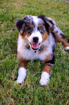 Mini Aussie | Really cute dogs, Aussie dogs, Cute dogs and puppies