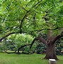 Image result for Tree Types