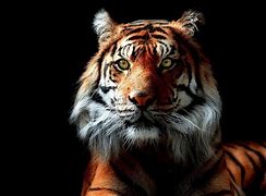 Image result for Cool Tiger Wallpapers High Definition