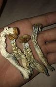 Image result for What You See On Shrooms