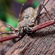 Image result for Whip Scorpion