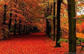 Image result for Autumn 1920X1080