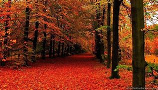 Image result for Free Fall Autumn Desktop Wallpaper 1920X1080