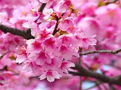 Image result for cherry blossom