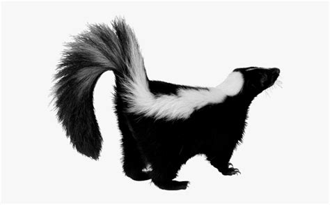 Skunk With White Background , Free Transparent Clipart   ClipartKey